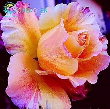 Heirloom Non-GMO Rose Flower Seeds for Planting ƒ?? Beautiful Blooms for Home Garden
