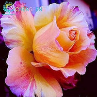 Heirloom Non-GMO Rose Flower Seeds for Planting ƒ?? Beautiful Blooms for Home Garden