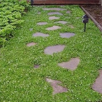 Organic Blue Veronica Repens Flower Seeds for Planting – Heirloom, Non-GMO