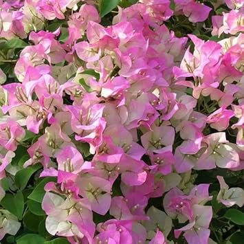 Pink White Bougainvillea Flower Seeds for Planting – Heirloom and Non-GMO Garden Seeds