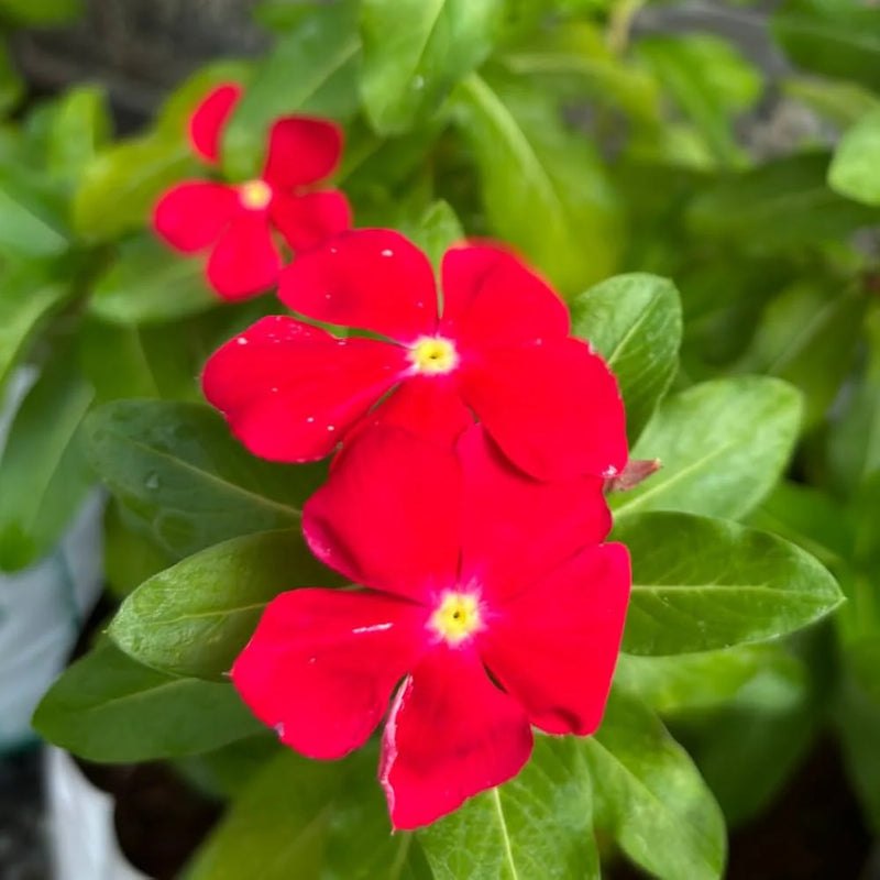 Organic Heirloom Catharanthus Flower Seeds for Planting – Non-GMO