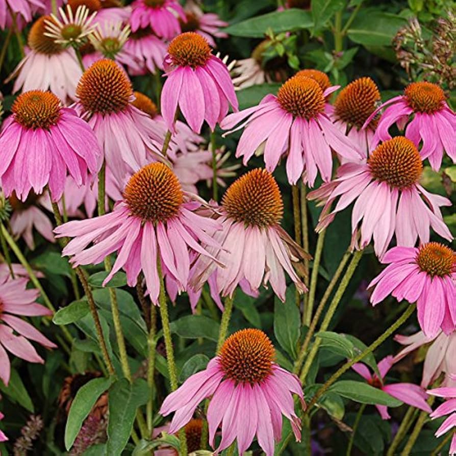 Heirloom Echinacea angustifolia Coneflower Seeds for Planting - Non-GMO Garden Seeds