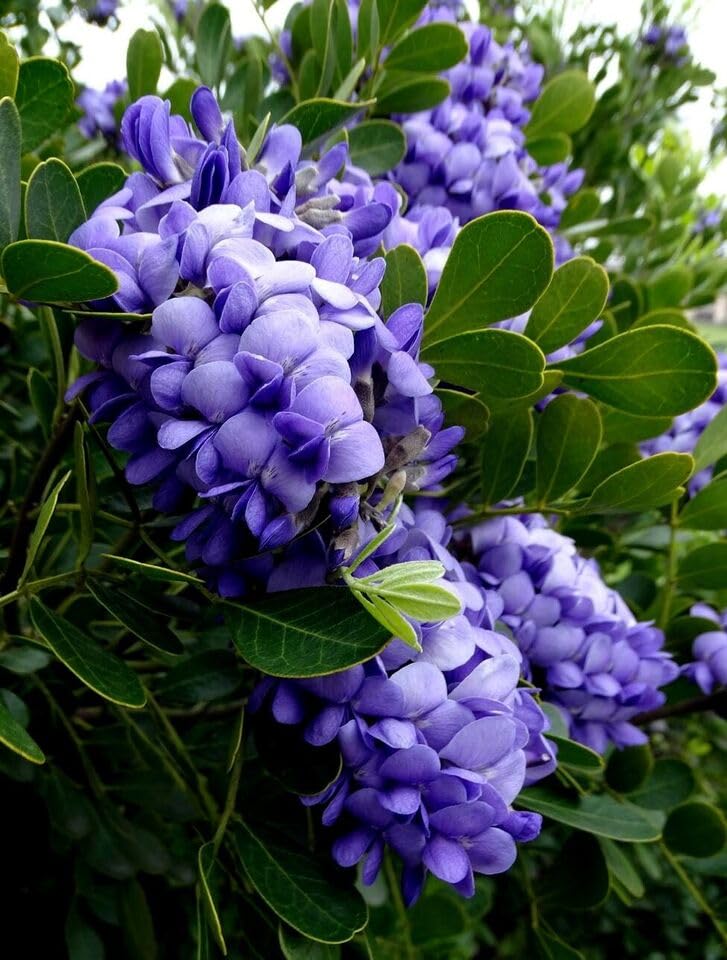 Heirloom Non-GMO Laurel Sophora Flower Seeds for Planting – Hardy Blooms for Dry and Coastal Gardens