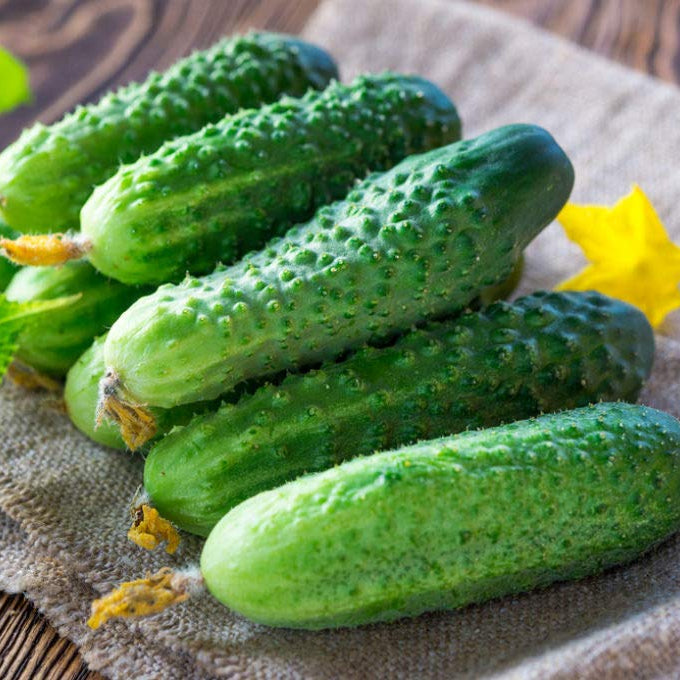 Cucumber Lyalyuk Mini Pickling Vegetable Seeds for Planting - heirloom & Non-GMO Seeds
