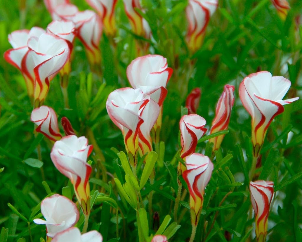Oxalis Versicolor Orange Seeds ƒ?? Heirloom, Non-GMO Flower Seeds for Planting Striking Blooms