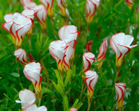 Oxalis Versicolor Orange Seeds ƒ?? Heirloom, Non-GMO Flower Seeds for Planting Striking Blooms