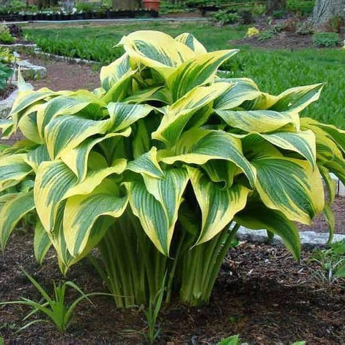 Heirloom Non-GMO Hosta Montana Seeds for Planting