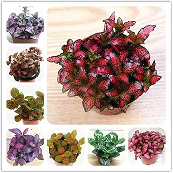 Mixed Fittonia Verschaffeltii Plant Seeds for Planting