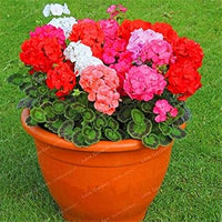 Geranium Apple Blossom Pink Flower Seeds for Planting NON GMO Seeds