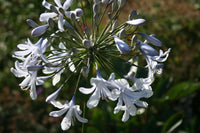 Heirloom Non-GMO Agapanthus Flower Seeds for Planting – Lily of the Nile Elegant Garden Blooms - Non-GMO for planting in home garden