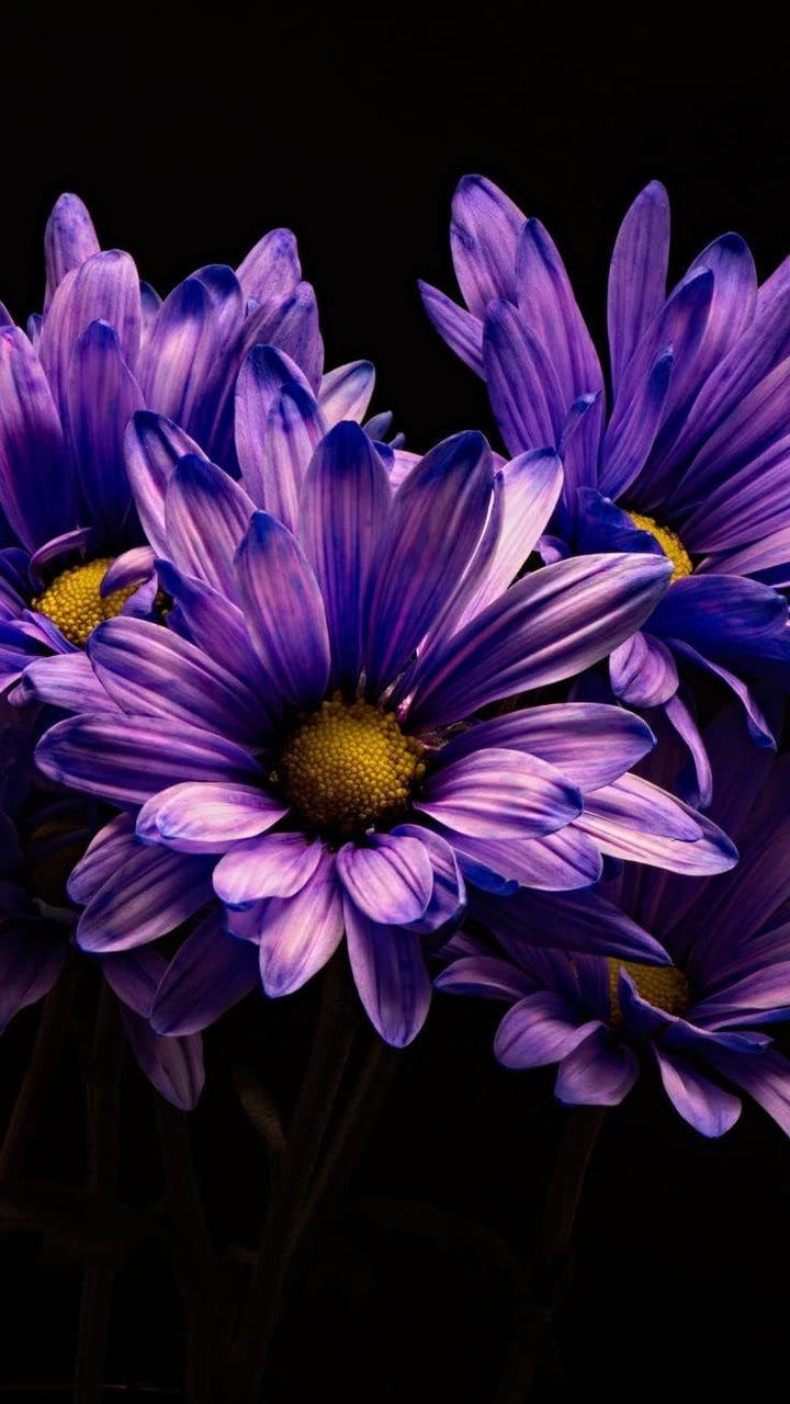 Organic Heirloom Non-GMO Blue Violet Chrysanthemum Seeds for Planting – Garden Blooms