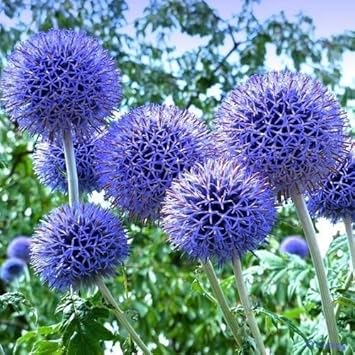 Blue Echinops Ritro Plant Seeds for Planting - 100 pcs seeds for planting in home garden