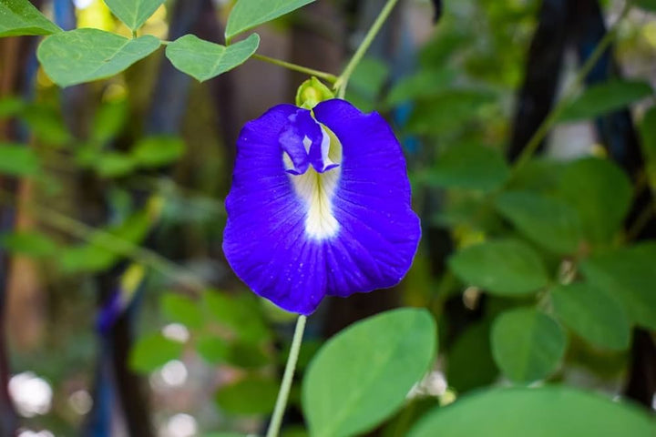 Heirloom Non-GMO Coral Pea Flower Seeds for Planting – Vibrant Climbing Blooming Seeds