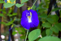 Heirloom Non-GMO Coral Pea Flower Seeds for Planting – Vibrant Climbing Blooming Seeds