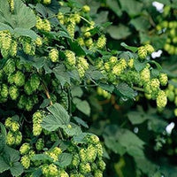 Green Humulus Lupulus Seeds for Planting - NON GMO Seeds