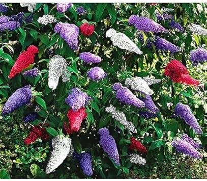 Mix Buddleia Davidii Plant Seeds for Planting – Vibrant, Heirloom, Non-GMO Flower Seeds