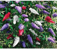 Mix Buddleia Davidii Plant Seeds for Planting ƒ?? Vibrant, Heirloom, Non-GMO Flower Seeds