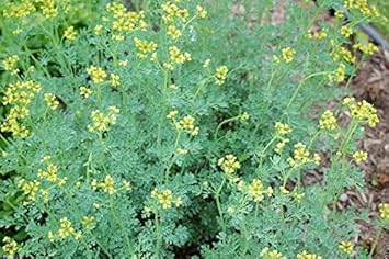 Ruta Graveolens Seeds ? Hardy Herb for Gardens-Heirloom & Non-GMO Seeds for planting ? Fresh Herb for Your Garden