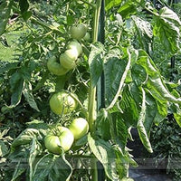Green Tomato Seeds for Planting - 100 Pcs pcs