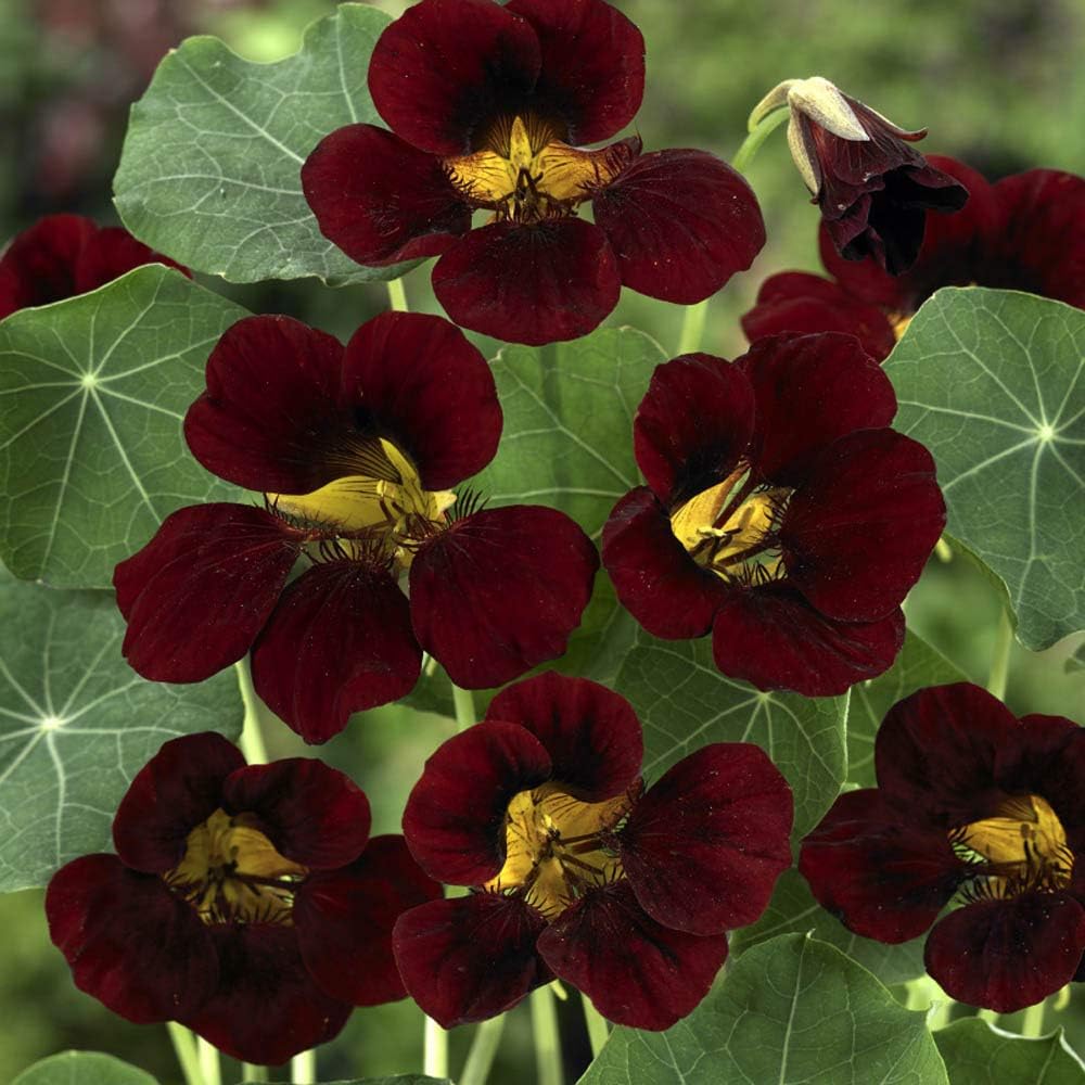 Burgundy Nasturtium Flower Seeds â€“ Heirloom, Non-GMO Seeds for Planting Bold Garden Blooms