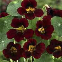 Burgundy Nasturtium Flower Seeds â€“ Heirloom, Non-GMO Seeds for Planting Bold Garden Blooms for planting in home garden
