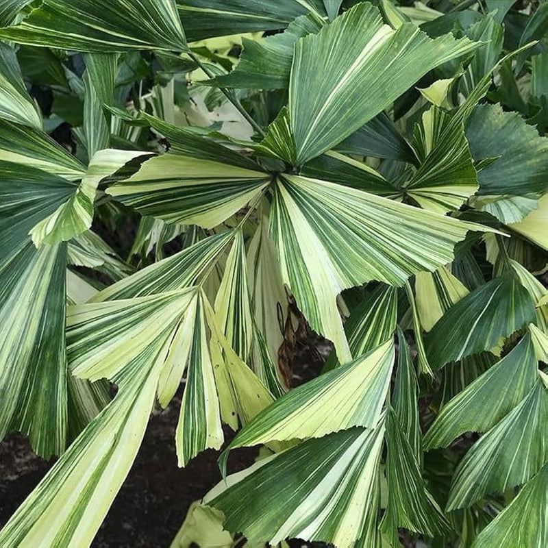 Fishtail Palm (Caryota Mitis) Seeds – Heirloom Non-GMO Seeds for Tropical and Indoor Planting