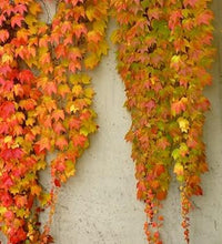 Red (Red scientific name) for planting in garden