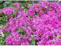 Violet Lychnis Flower Seeds for Planting - 100 pcs