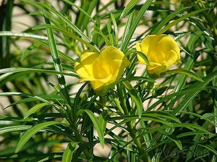 Yellow Alpine Bottlebrush Flower Seeds for Planting - 100 pcs