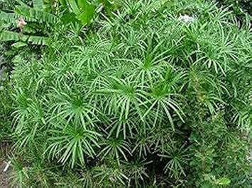 Green Cyperus Plant Seeds for Planting-Unique Garden and Aquatic Decor Scientific Name Placeholder for planting in home garden