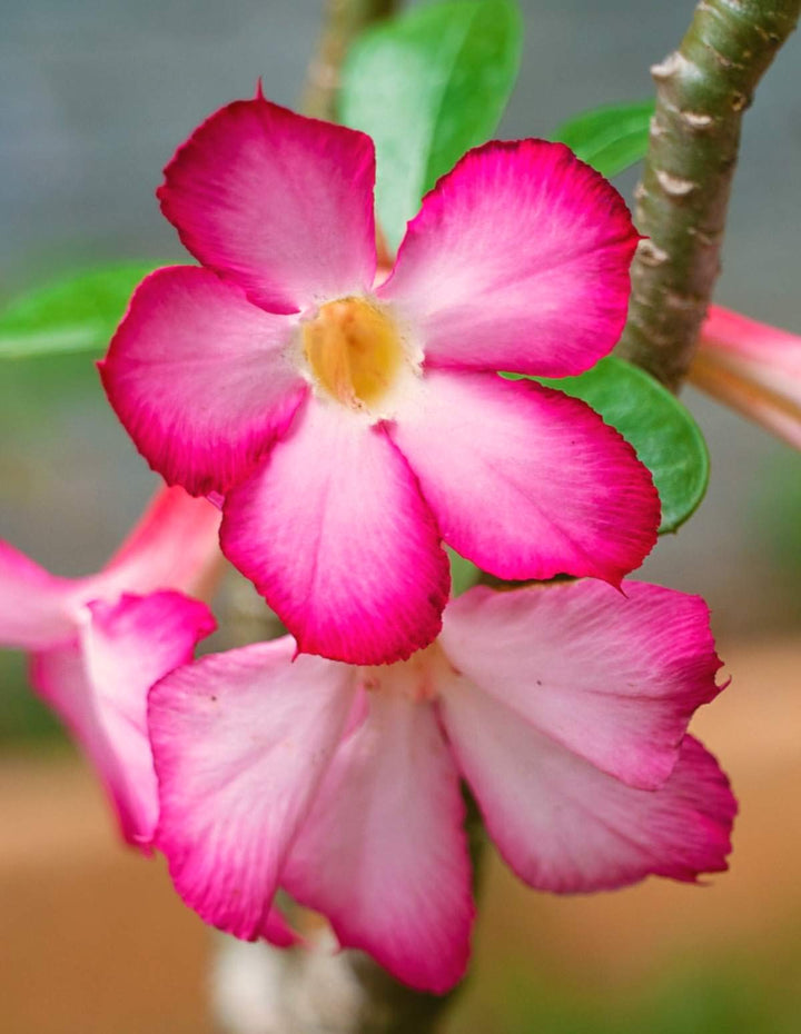 Adenium Obesum Flower Seeds ƒ?? Heirloom Non-GMO Desert Rose Seeds for Colorful Garden Pots
