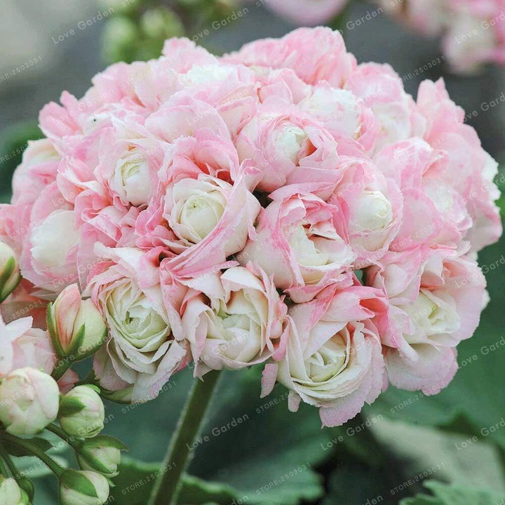 Geranium Apple Blossom Pink Flower Seeds for Planting NON GMO Seeds