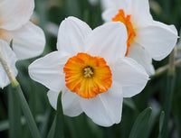 Daffodil Flower Seeds for Planting – Orange & White, Heirloom, Non-GMO Garden Seeds
