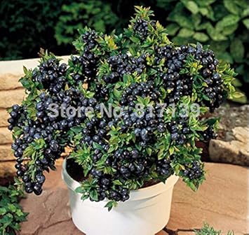 New Fresh 10pcs Black Myrtillus Fruit Seeds - Nutritious, Antioxidant-Rich Wild Blueberries 100 Pcs pcs