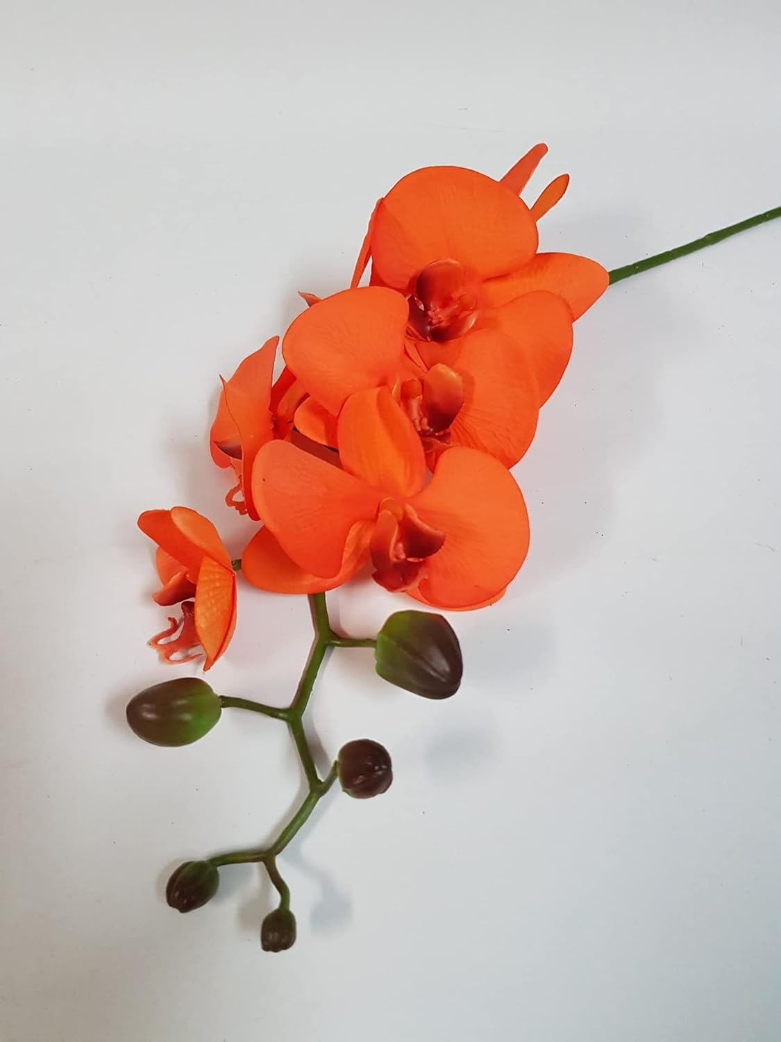 Orange Phalaenopsis Orchid Flower Seeds ƒ?? Heirloom, Non-GMO, Elegant Pick for Garden Planting for planting in your garden.