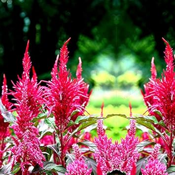 Red Purple Pteris Flower Seeds for Planting – Organic, Heirloom, Non-GMO Fern Seeds