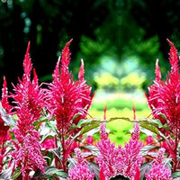Red Purple Pteris Flower Seeds for Planting – Organic, Heirloom, Non-GMO Fern Seeds