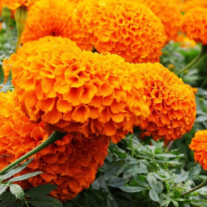 Orange Carnation Flower Seeds for Unique Garden Blooms and Easy Planting