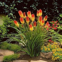 Heirloom Non-GMO Red Yellow Kniphofia Flower Seeds for Planting – Vibrant Torch-Lily Blooming Seeds