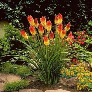 Heirloom Non-GMO Red Yellow Kniphofia Flower Seeds for Planting ƒ?? Vibrant Torch-Lily Blooming Seeds