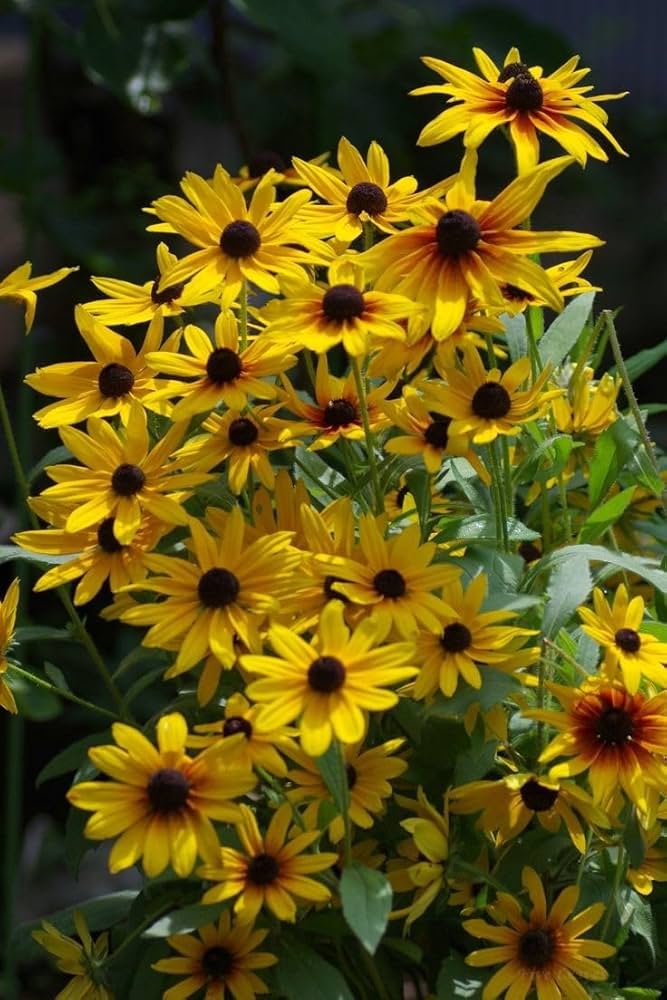 Heirloom Black Eyed Susan Flower Seeds for Planting - NON GMO Seeds