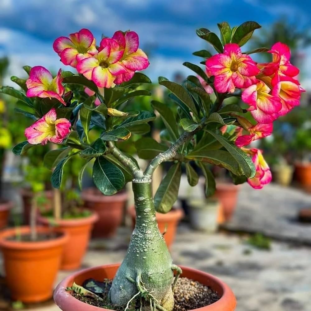Desert Rose Bulbs Mix – Beautiful Flowering Garden Plants for Planting