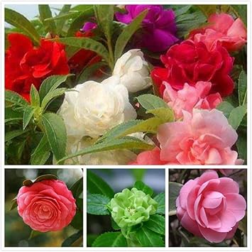 Balsam Flower Seeds for Planting - NON GMO Seeds for planting in home garden