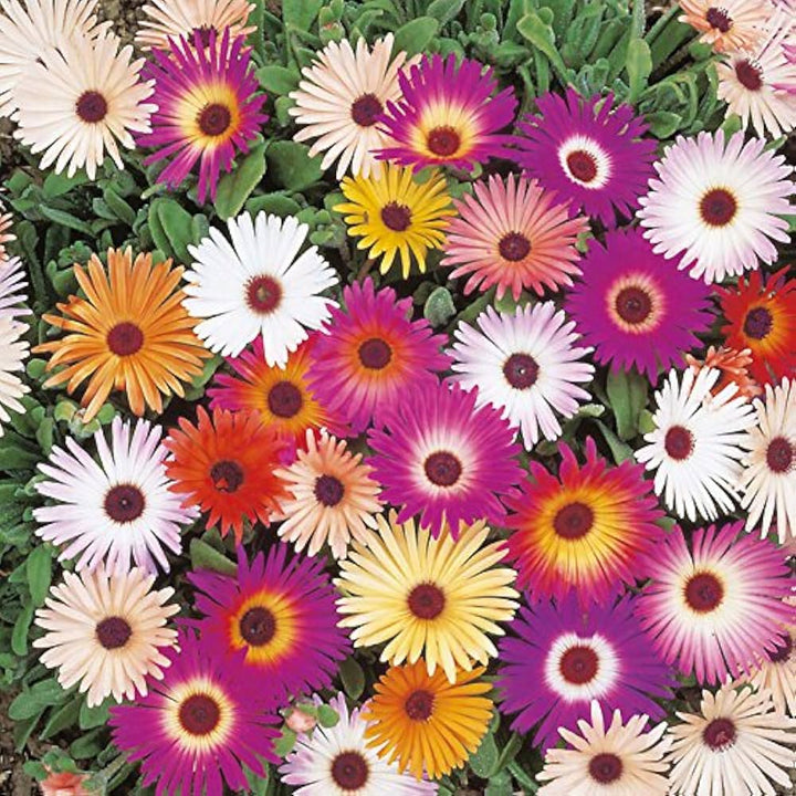 Summer Flower Seeds for Planting - 100 pcs