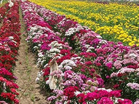 Organic Red William Flower Seeds for Planting – Heirloom, Non-GMO
