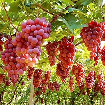 Ruby Roman grape Vitis vinifera seeds for backyard garden