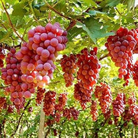 Ruby Roman grape Vitis vinifera seeds for backyard garden