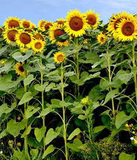 Sunzilla Sunflower Seeds â€“ Heirloom, Non-GMO Giant Sunflower Seeds for Planting Gardens