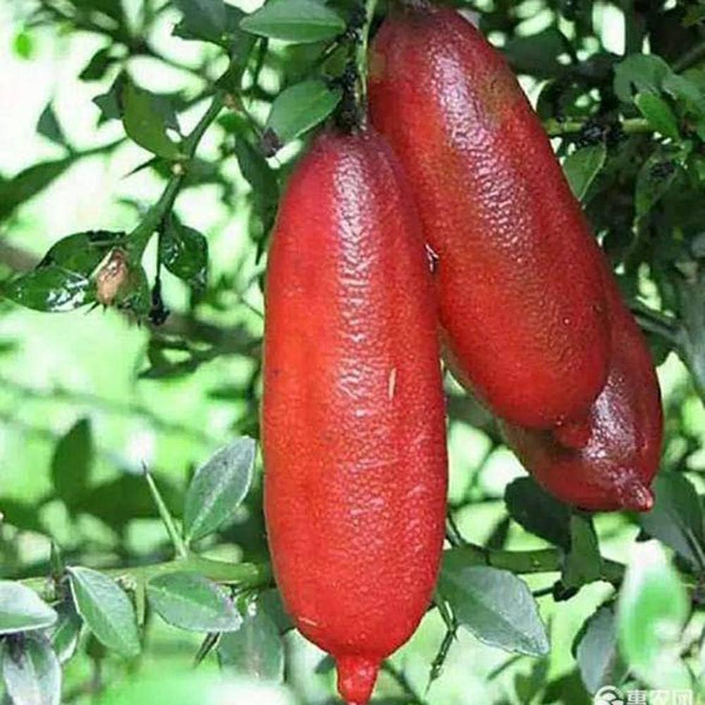 Finger Lime citrus tree in a decorative outdoor container