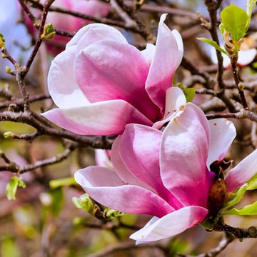 Baby Pink Yulan Flower Seeds for Planting, Fresh, NON GMO Seeds